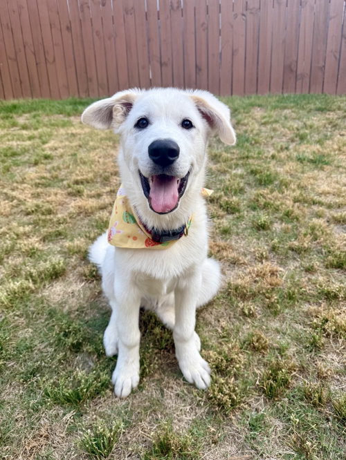 Olaf, an adoptable Great Pyrenees in Woodstock , GA