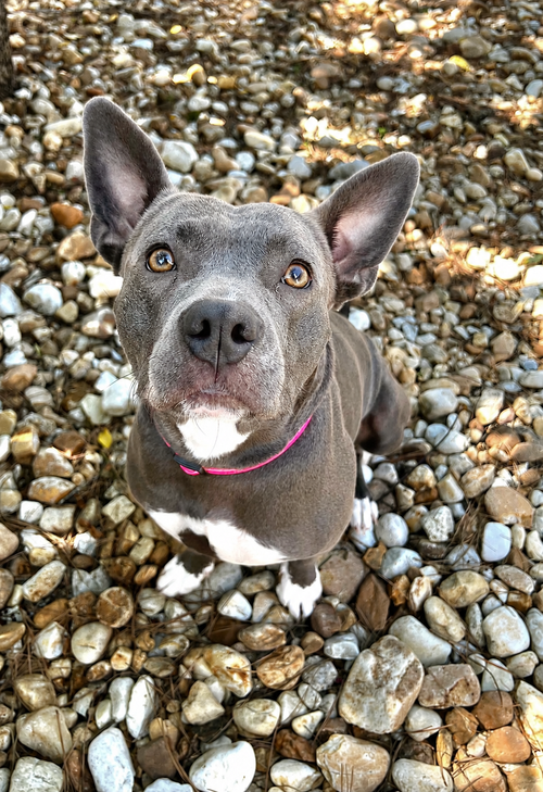 Gigi