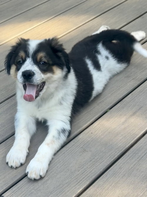 Francesca, a dog for adoption from Ruff Redemption Rescue, Inc