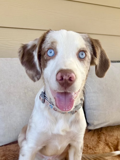 Bugsy, Shepherd / Mixed