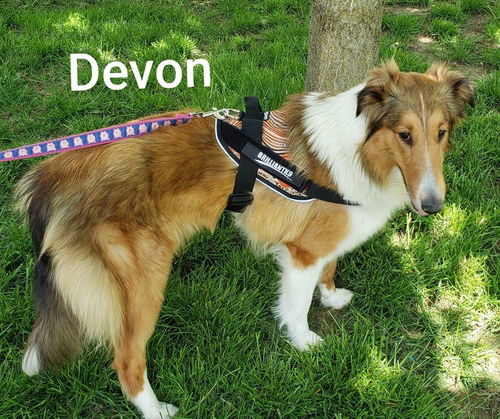 Devon