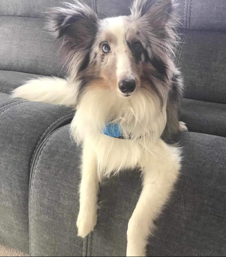 adoptable Dog in Columbus, OH named Raider