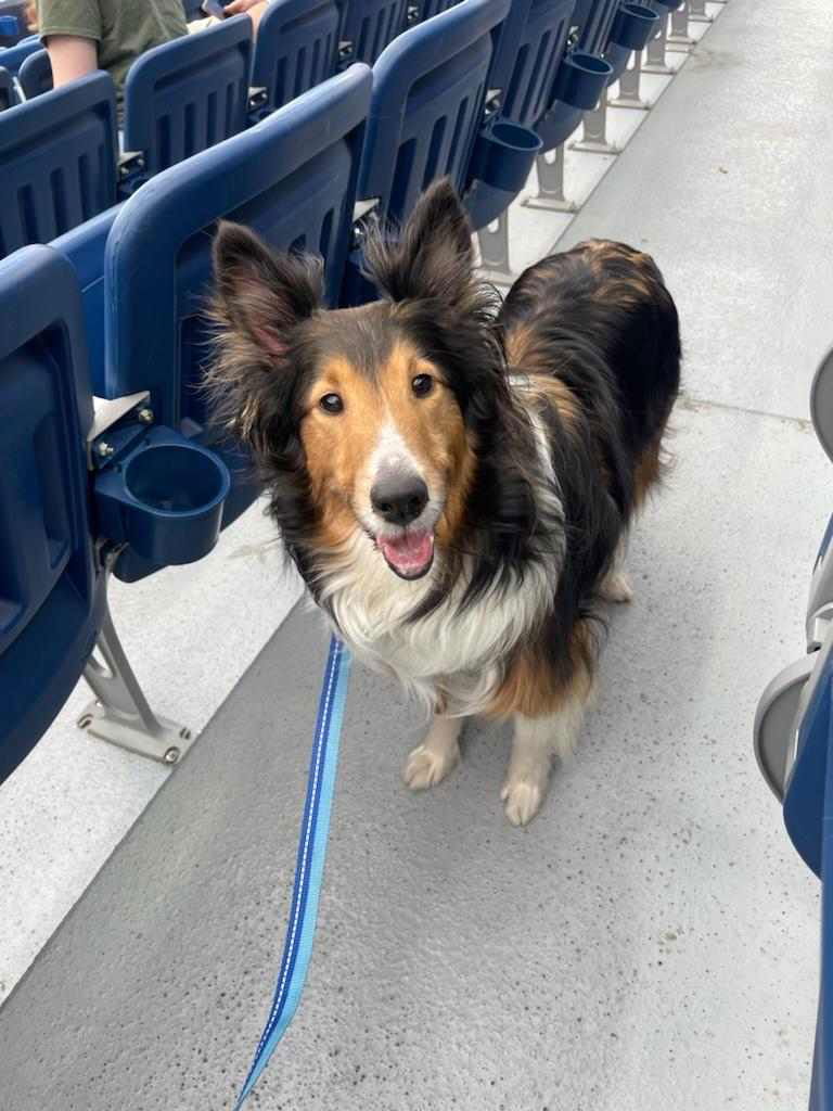 Dog For Adoption Chewy 2024 A Shetland Sheepdog Sheltie In Columbus   98507000 