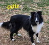 adoptable Dog in Columbus, OH named Ollie