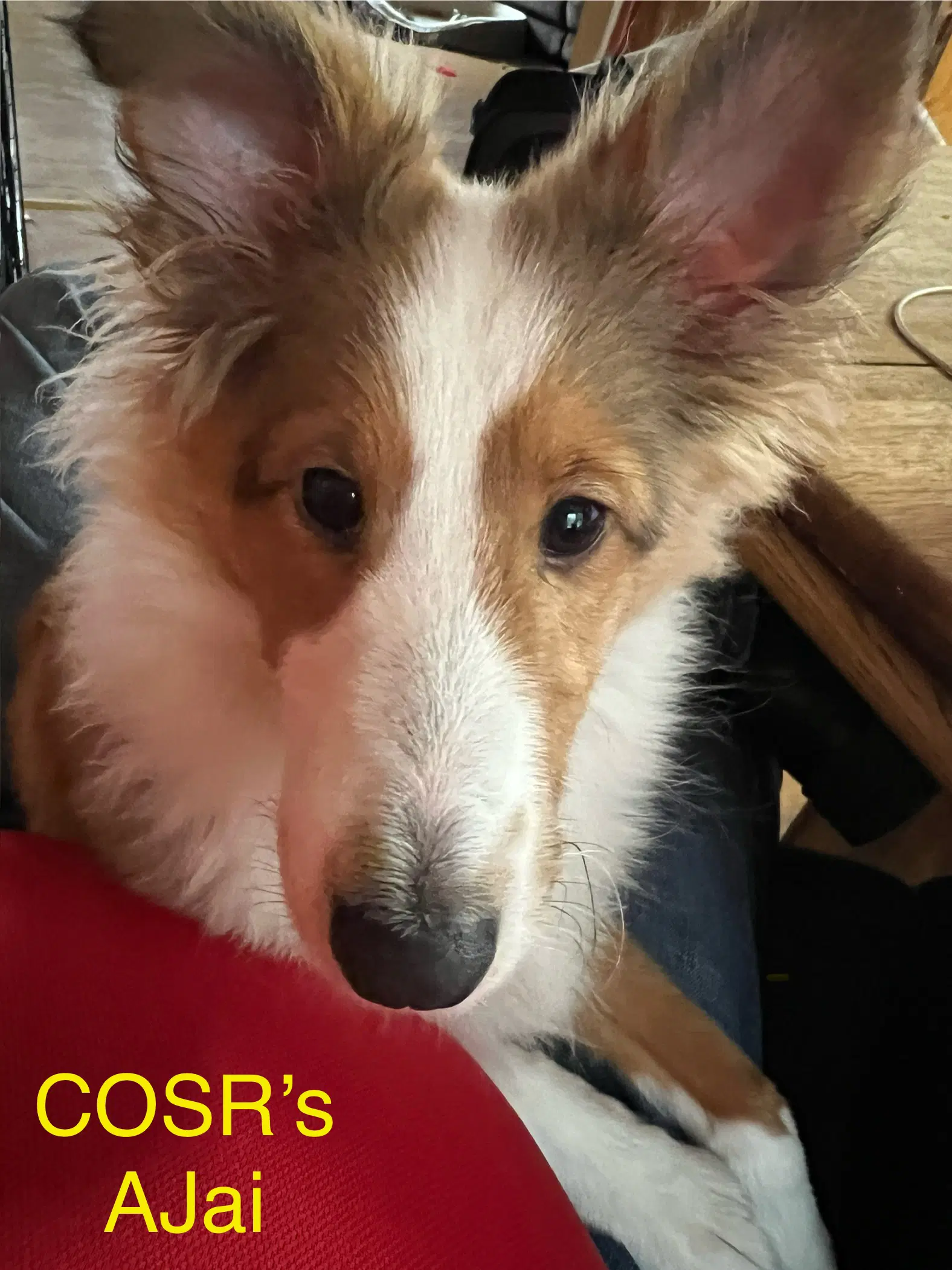 Ajai - Shetland Sheepdog Sheltie