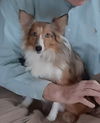 Rosie