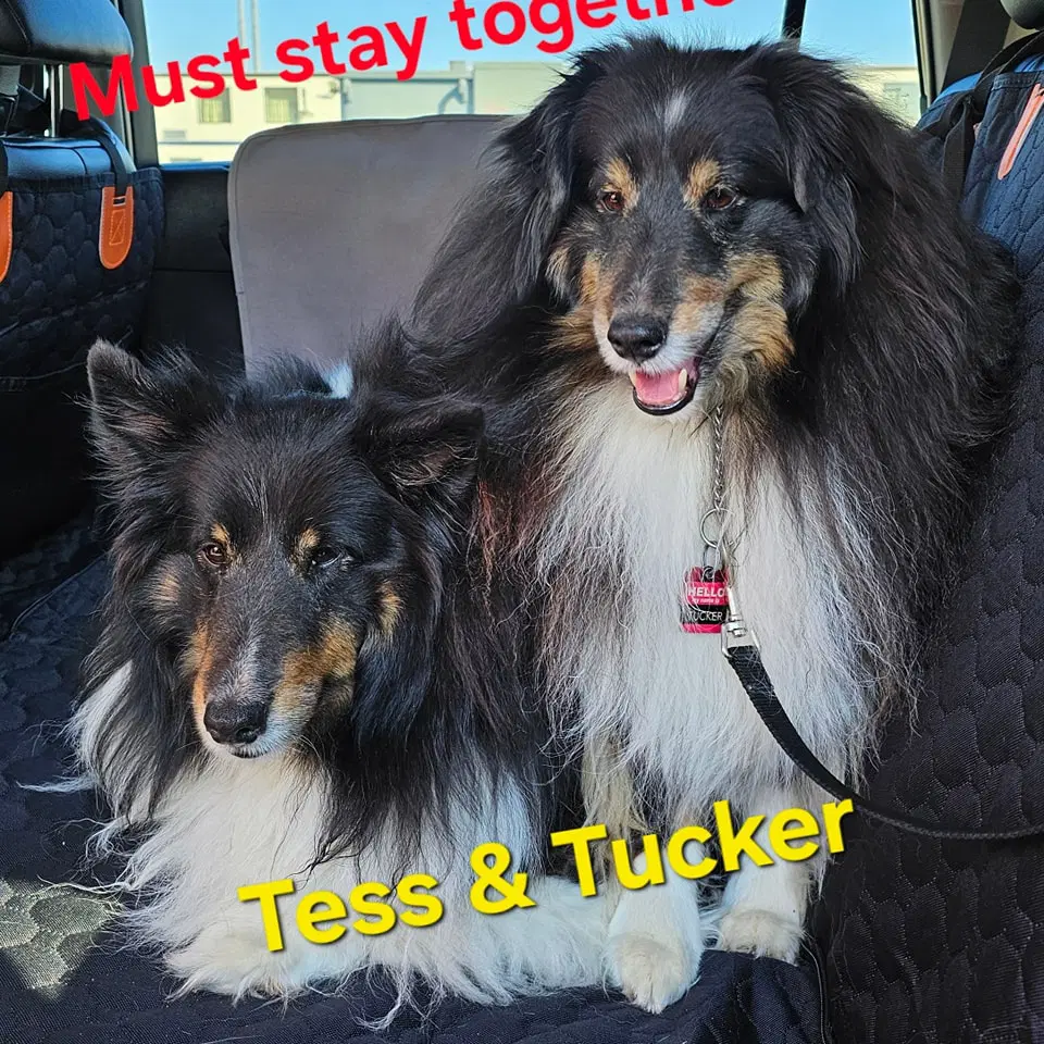 Tess - Shetland Sheepdog Sheltie