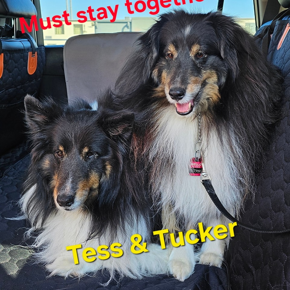 Tess