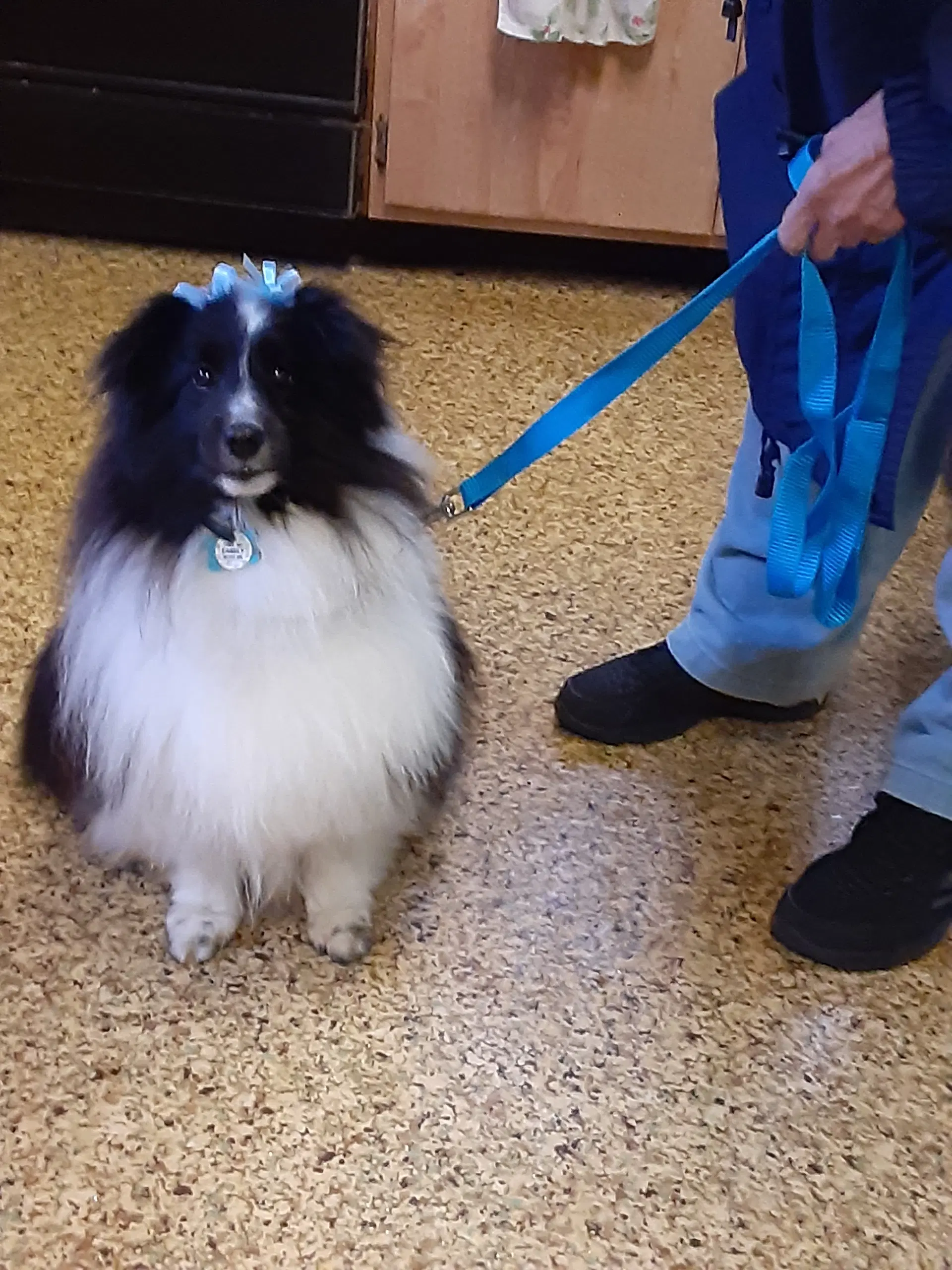 Lilly - Shetland Sheepdog Sheltie