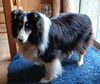 Ziva