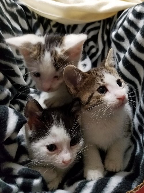Kittens & Mom Peartree