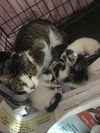 Kittens & Mom Peartree