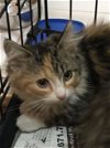 Maine Coon Mix Kittens