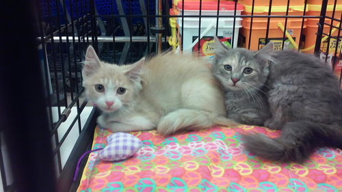 Long Hair Kittens ( 6 of them)