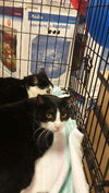 Pilot and Zorro