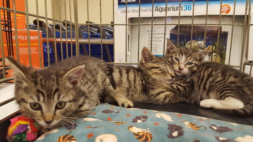 3 kittens who all still have their mittens