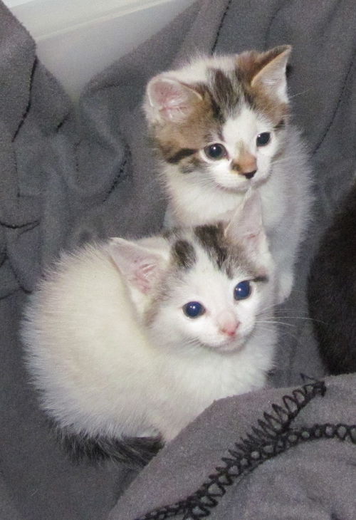 Kittens