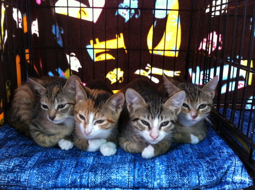 3 Month Old Kittens