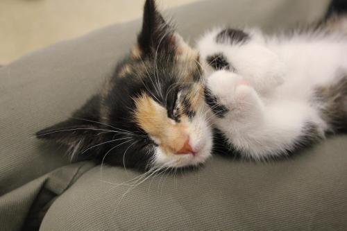 Hemingway kitten (Polydactyl)-Priscilla