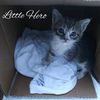 Little Hero - Clinton Kittens