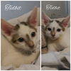 Little Hero - Clinton Kittens