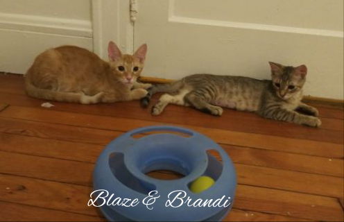 Blaze and Brandi