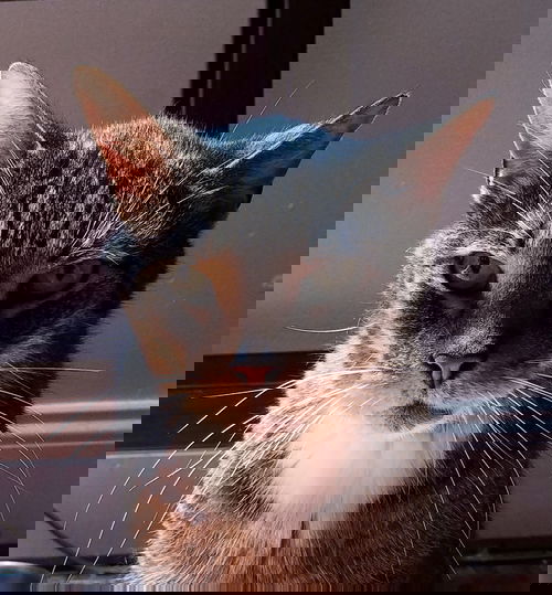 Buddy