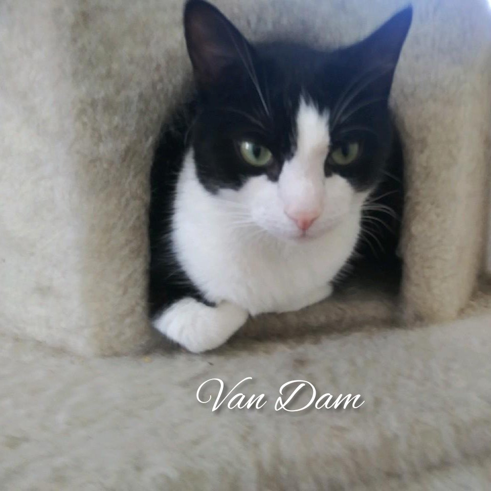adoptable Cat in Bronx, NY named Van Dam
