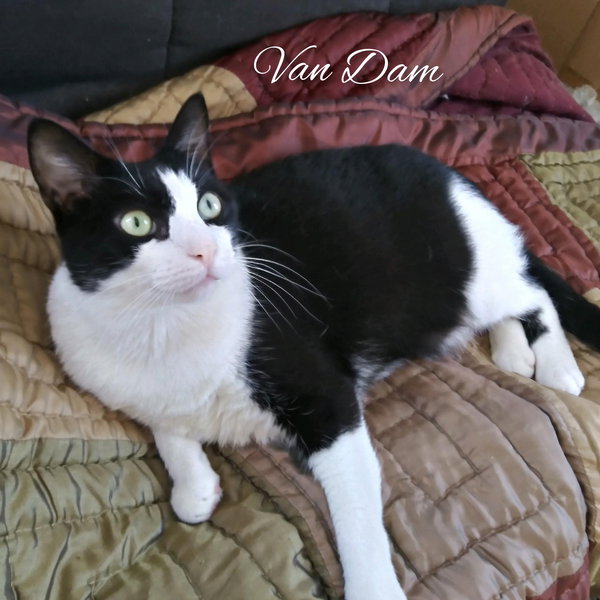 Van Dam