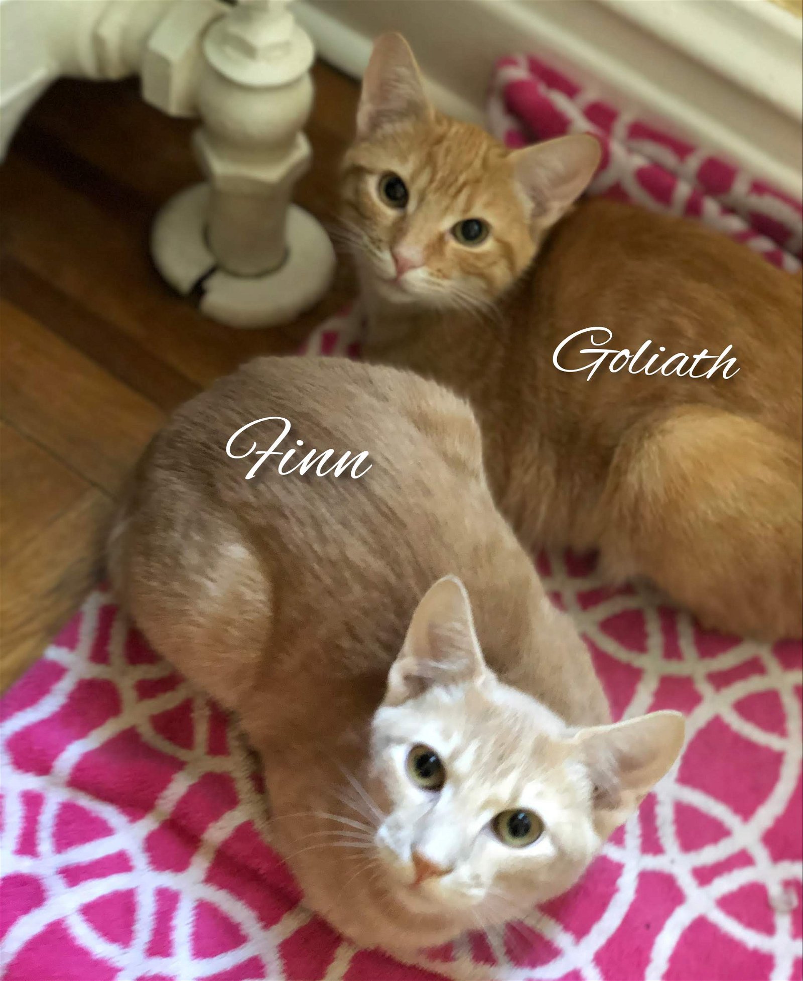 adoptable Cat in Bronx, NY named Finn and Goliath