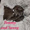 Tommy and Sunny