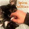 Safron & Zatar - The Sweet Spice Kittens!