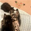 Safron & Zatar - The Sweet Spice Kittens!