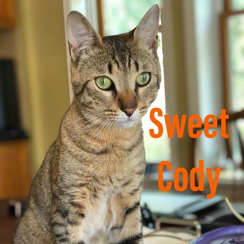 Cody