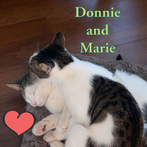 Donny and Marie (AKA Buddy and Boo)