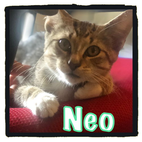 Neo