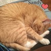 Sandy