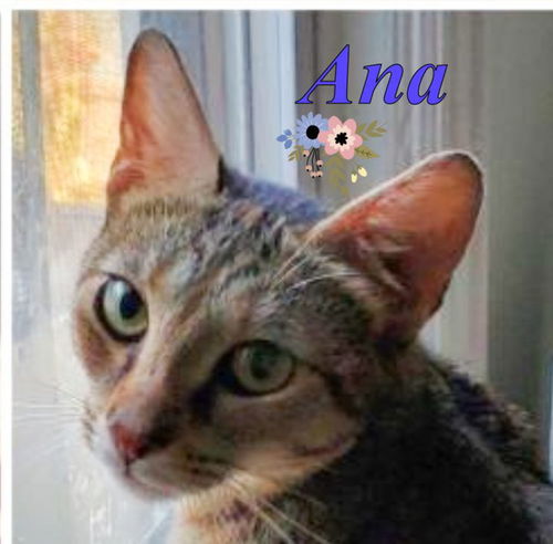 Ana- a sweet friendly former Mama