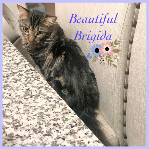 Brigida (a long haired beauty)