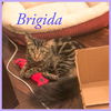 Brigida (a long haired beauty)