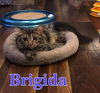 Brigida (a long haired beauty)