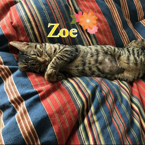 Zoe