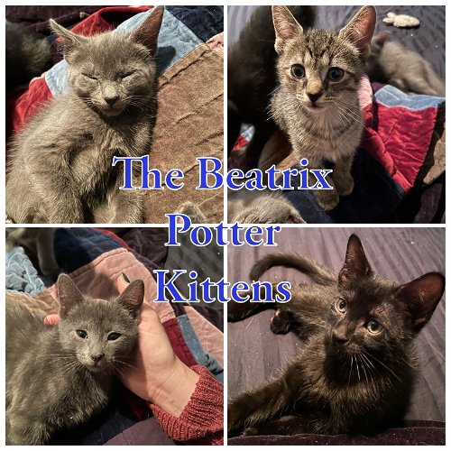 The Beatrix Potter Kittens!