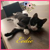 Eedie