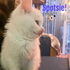 Spotsie