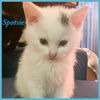 Spotsie