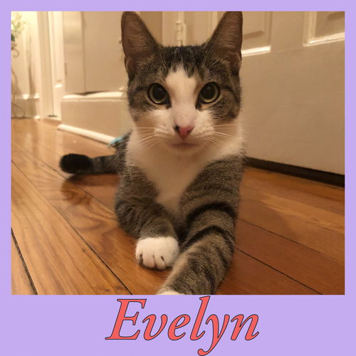 Evelyn