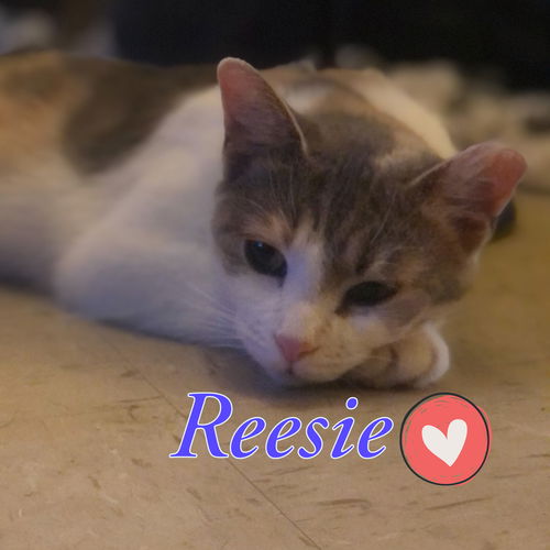 Reesie