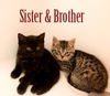 Ginger and Gizmo: The Gunther Avenue Snow Kittens