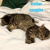 Ginger and Gizmo: The Gunther Avenue Snow Kittens